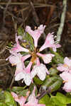 Piedmont rhododendron